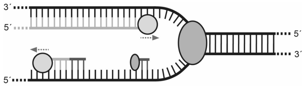 Schematische Darstellung der DNA-Replikation mit Replikationsgabel, führendem Strang und Okazaki-Fragmenten.